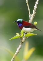 crimson-backed-sunbird-(Leptocoma-minima)07
