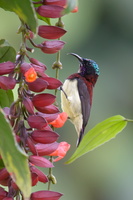 crimson-backed-sunbird-(Leptocoma-minima)10