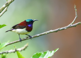 crimson-backed-sunbird-(Leptocoma-minima)09