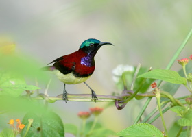 crimson-backed-sunbird-(Leptocoma-minima)11