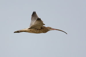 Eurasian-curlew-(Numenius-arquata)
