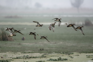 Garganey (Spatula querquedula) (2)