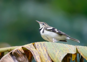 forest-wagtail-(Dendronanthus-indicus)
