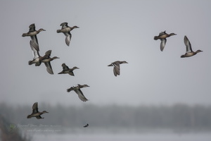 Garganey (Spatula querquedula) (1)