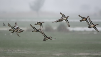 Garganey (Spatula querquedula) (3)