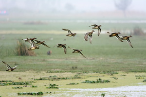 garganey-(Anas-querquedula)