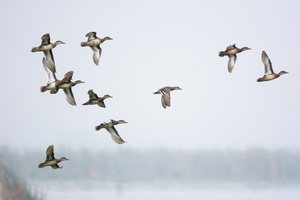 garganey-(Anas-querquedula)01