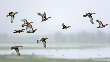 garganey-(Anas-querquedula)02