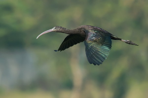 glossy-ibis-(Plegadis-falcinellus)