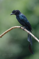 Greater racket-tailed drongo (Dicrurus paradiseus)03