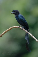 Greater racket-tailed drongo (Dicrurus paradiseus)