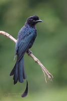 Greater racket-tailed drongo (Dicrurus paradiseus)02