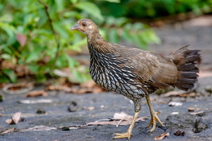 grey junglefowl (Gallus sonneratii) (1)