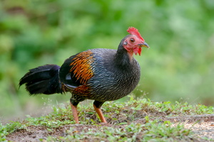 grey junglefowl (Gallus sonneratii) (2)