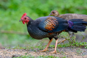 grey junglefowl (Gallus sonneratii) (4)
