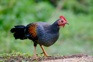 grey junglefowl (Gallus sonneratii) (3)