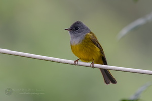 Grey-headed canary-flycatcher (Culicicapa ceylonensis) (1)