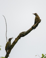 Grey-faced-Woodpecker-(Picus-canus)