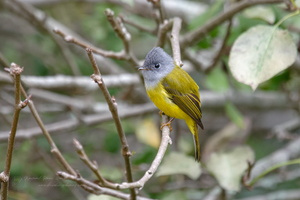 Grey-headed canary-flycatcher (Culicicapa ceylonensis) (2)