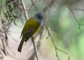 Grey-headed-Canary-flycatcher-(Culicicapa-ceylonensis)