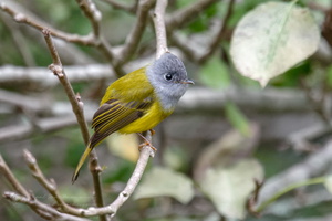 Grey-headed canary-flycatcher (Culicicapa ceylonensis) (3)