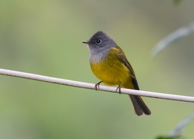 Grey-headed-Canary-flycatcher-(Culicicapa-ceylonensis)03