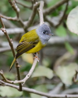 Grey-headed-Canary-flycatcher-(Culicicapa-ceylonensis)02