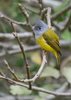 Grey-headed-Canary-flycatcher-(Culicicapa-ceylonensis)01