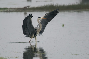 grey-heron-(Ardea-cinerea)