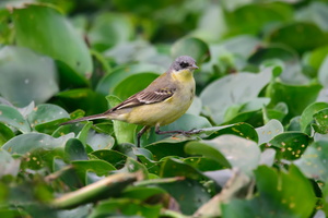 grey-wagtail-(Motacilla-cinerea)