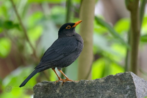 Indian Blackbird (Turdus simillimus)
