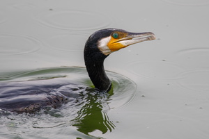 Indian Cormorant (Phalacrocorax fuscicollis)