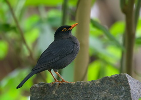 Indian-blackbird-(Turdus-simillimus)