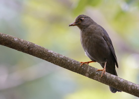 Indian-blackbird-(Turdus-simillimus)-01