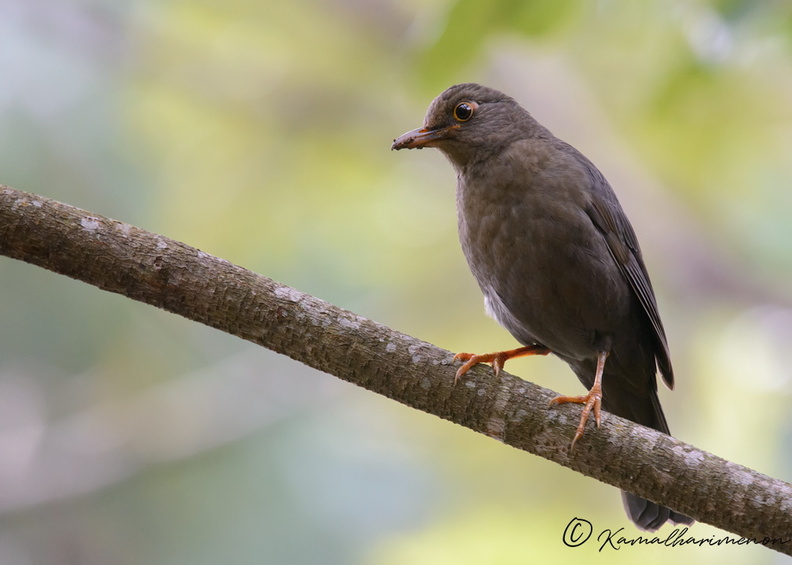 Indian-blackbird-(Turdus-simillimus)-01.jpg