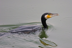 Indian-cormorant-(Phalacrocorax-fuscicollis)