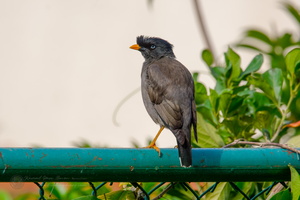 Jungle Myna (Acridotheres fuscus)