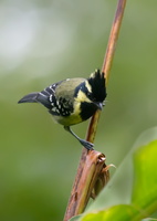 Indian-yellow-tit-(Machlolophus-aplonotus)01