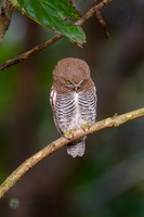 Jungle owlet (Glaucidium radiatum)01