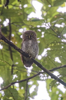 Jungle owlet (Glaucidium radiatum)02
