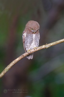 Jungle owlet (Glaucidium radiatum)03