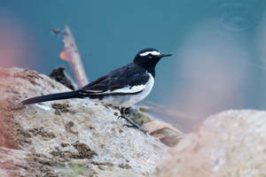 large-pied-wagtail-(Motacilla-maderaspatensis)