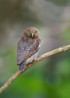 Jungle-owlet-(Glaucidium-radiatum)