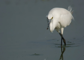 little-egret-(Egretta-garzetta)