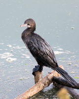 little-cormorant-(Microcarbo-niger)