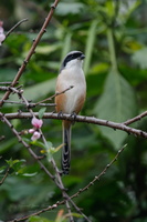Long-tailed Shrike (Lanius schach)