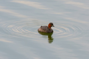 little-grebe-(Tachybaptus-ruficollis)