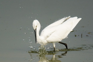 little-egret-(Egretta-garzetta)01