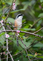 Long-tailed-shrike-(Lanius-schach)01