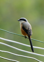 Long-tailed-shrike-(Lanius-schach)